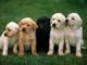 How To Train A Puppy