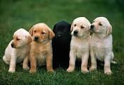 How To Train A Puppy