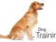 Dog Training Classes