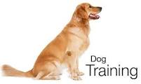 Dog Training Classes