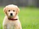 How To Potty Train A Puppy