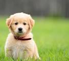 How To Potty Train A Puppy