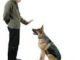 Dog Training Prices