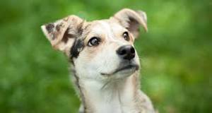 Mental Activities For Dogs
