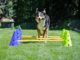 Dog Agility Training