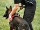 German Shepherd Training