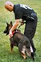 German Shepherd Training