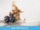 Dog Toys That Stimulate Mind