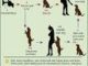 How To Train A Dog