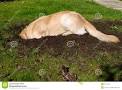 Stop Dog From Digging