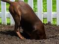 Stop Your Dogs From Digging