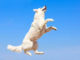 Train Dog Not To Jump