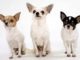 Chihuahua Training