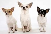 Chihuahua Training