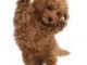 Puppy Jumping
