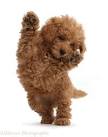 Puppy Jumping