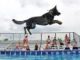 Dock Dog Training
