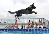 Dock Dog Training