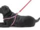 Dog Harness To Stop Jumping