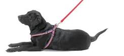 Dog Harness To Stop Jumping