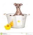 Dog Bath Tub