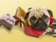 Dog Chewing Issues