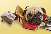 Dog Chewing Issues