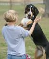 Stop Dog From Jumping On You