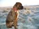 Stop Boxer Dog Digging