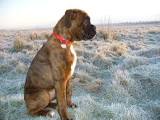 Stop Boxer Dog Digging