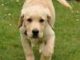 Labrador Training