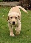 Labrador Training