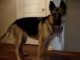 Stop German Shepherd Whining