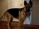 Stop German Shepherd Whining