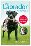 Labrador Retriever Training