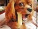 Best Chew Toys For Puppies