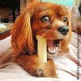 Best Chew Toys For Puppies
