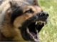 Stop Dog Aggression