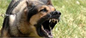 Stop Dog Aggression