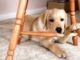 Dogs Chew Things