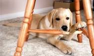 Dogs Chew Things