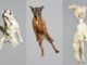 Stop Dog Jumping