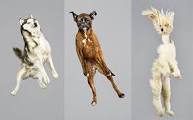 Stop Dog Jumping