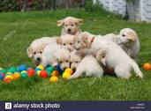 Puppy Games To Play