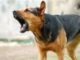 Dog barking problems