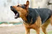 Dog barking problems