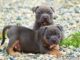 Pitbull Puppy Training