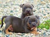 Pitbull Puppy Training