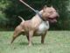 Pitbull Training