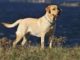 How To Train Labrador Dog